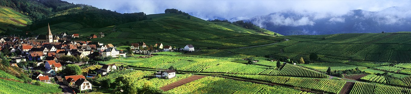 wine article Alsace