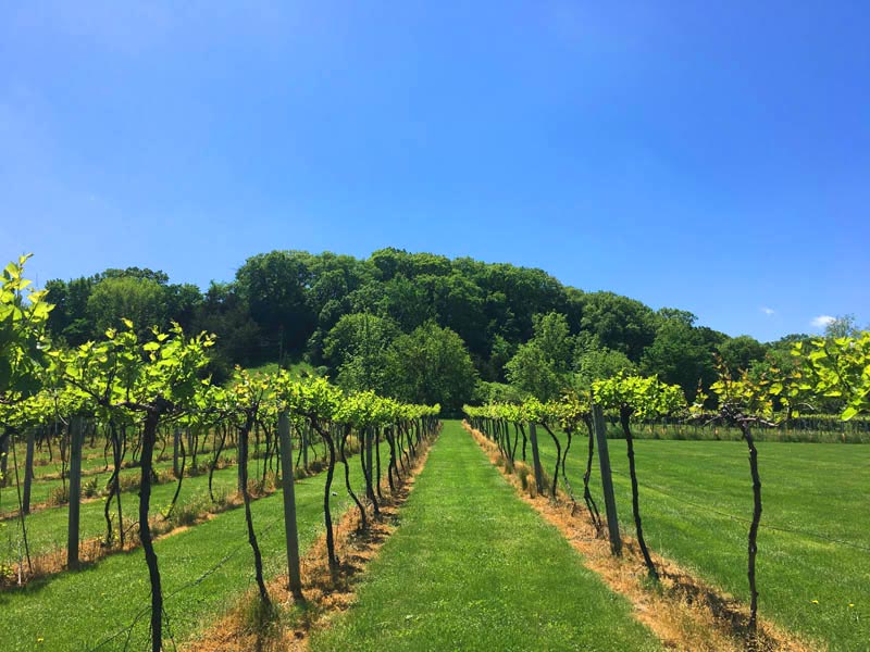 Galena Wineyard View