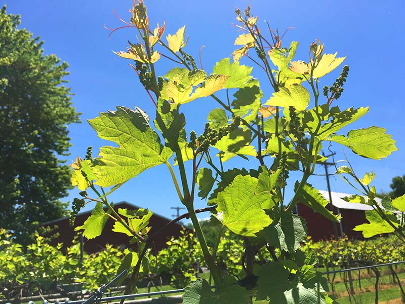 Galena Wineyard